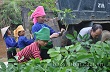 Yên Bái đẩy nhanh tiến độ giải phóng mặt bằng đất trồng cao su 